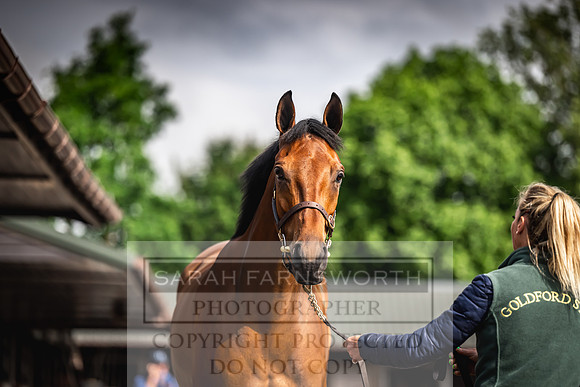 Goffs UK Spring Sale 2024-26