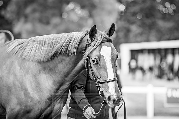 Goffs Orby 2018 Day 1-373