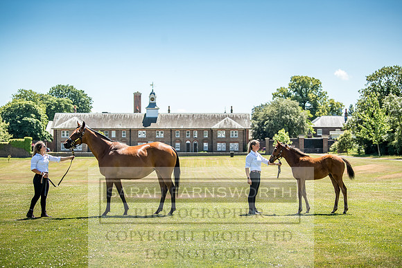 Goffs London Sale 2018-20