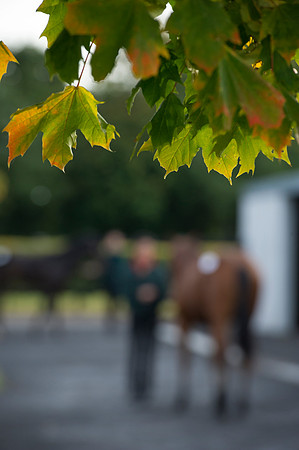 Goffs Orby14 CF1 223