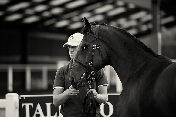 Goffs Orby14 CF1 099 bw