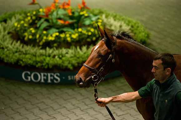 Goffs Orby14 CF10 171