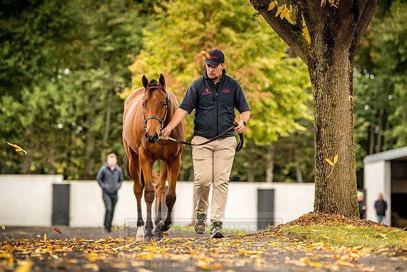 Goffs Orby 2018 Day 1-106