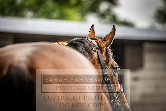 Goffs Land Rover Sale 2022-64