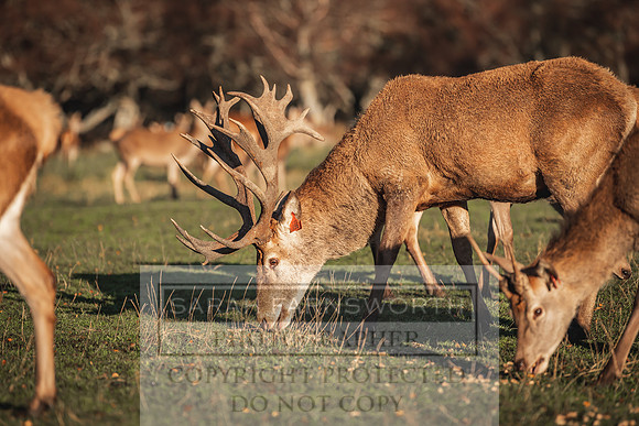 Glen Muick Deer Park-24