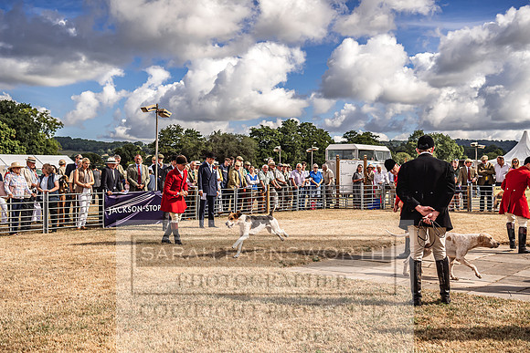 Honiton Hound Show 2022-22