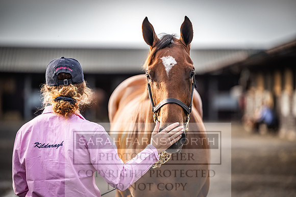 Goffs UK PY24-290