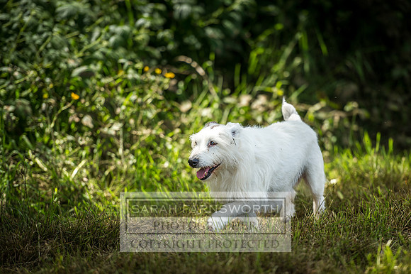 Desmond 040616-100