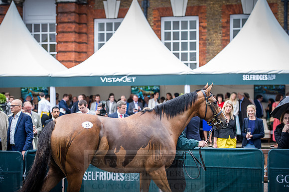 Goffs London Sale 2016-365