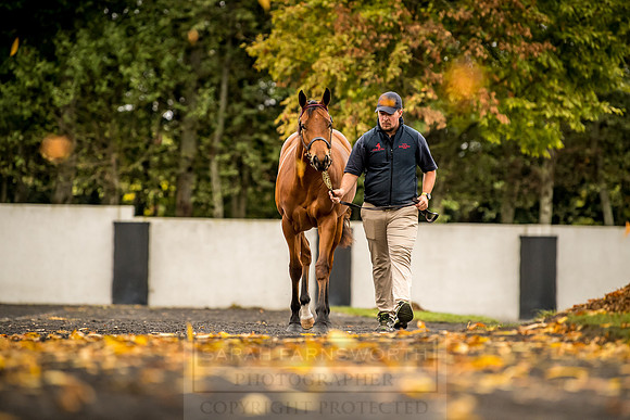 Goffs Orby 2018 Day 1-99