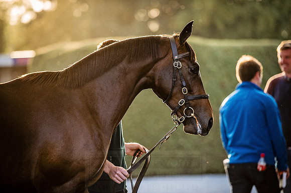 Goffs Orby 2015 -437