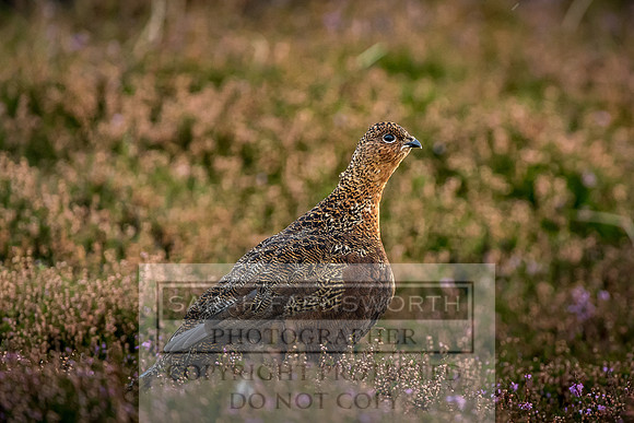 Grouse in Teesdale-24