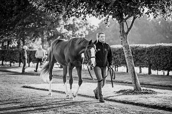 Goffs Orby 2015 -182 bw