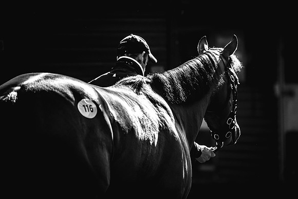 Goffs UK Breeze Up 2022-86