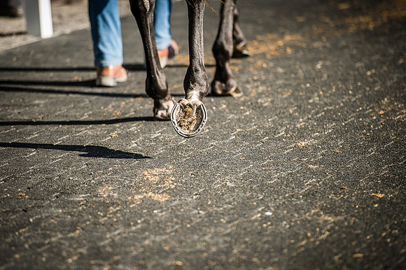 Goffs Orby 2015 -531