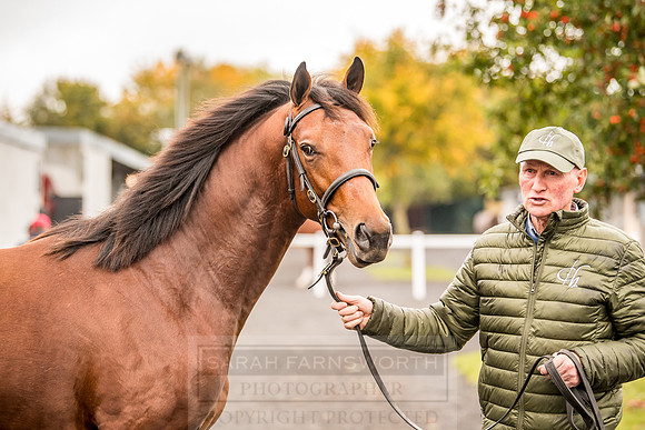 Goffs Orby 2018 Day 1-30