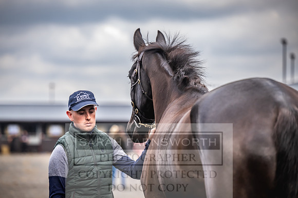 Goffs UK Spring Sale 2024-174