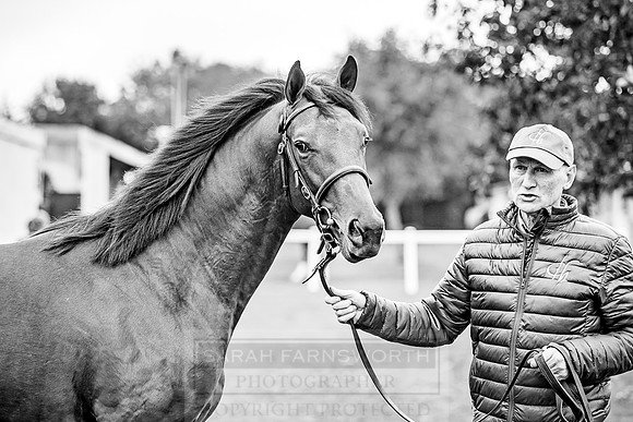 Goffs Orby 2018 Day 1-29