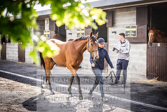 Goffs Land Rover Sale 2022-130