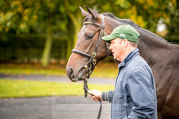 Goffs Orby 2018 Day 1-52