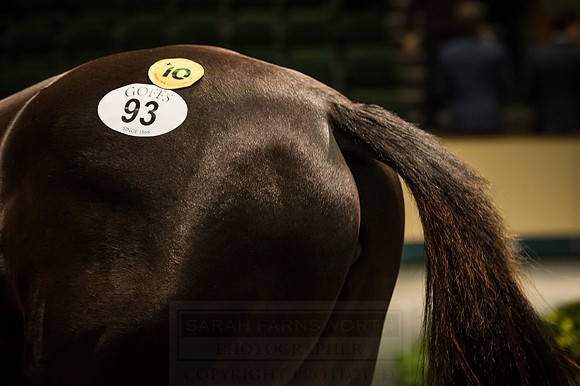 Goffs Orby 2015 -349