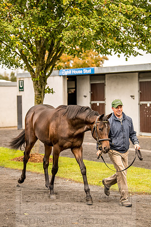 Goffs Orby 2018 Day 1-54