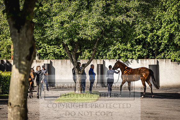 Goffs Land Rover Sale 2022-151
