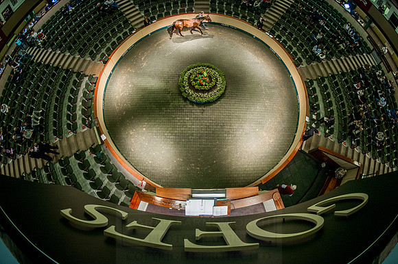 Goffs Orby 2015 -576