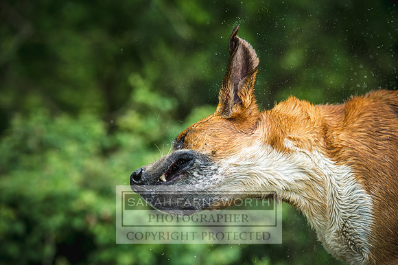 Desmond 060616-75