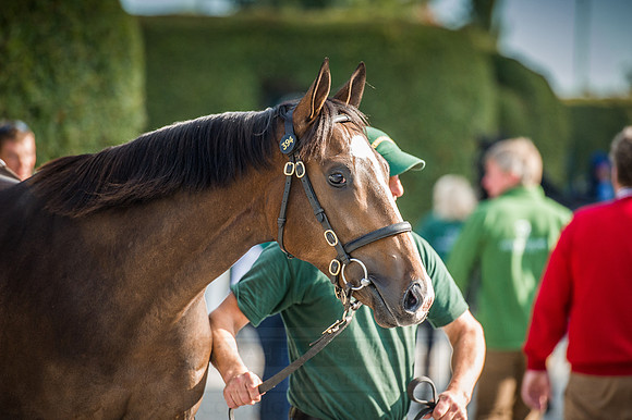 Goffs Orby 2015 -624