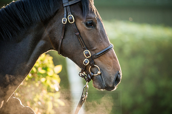 Goffs Orby 2015 -156