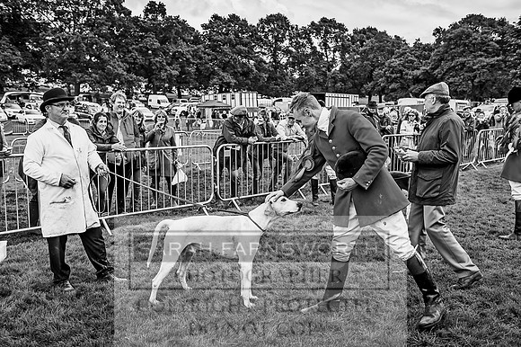 Lowther Hound Show 2017-123