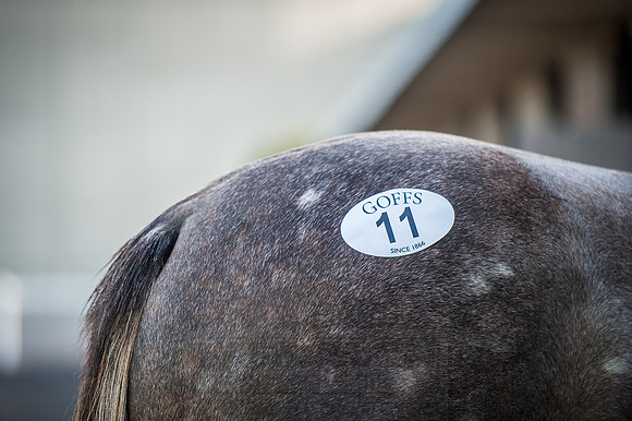 Goffs Orby 2015 -226