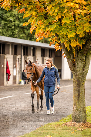 Goffs Orby 2018 Day 1-65