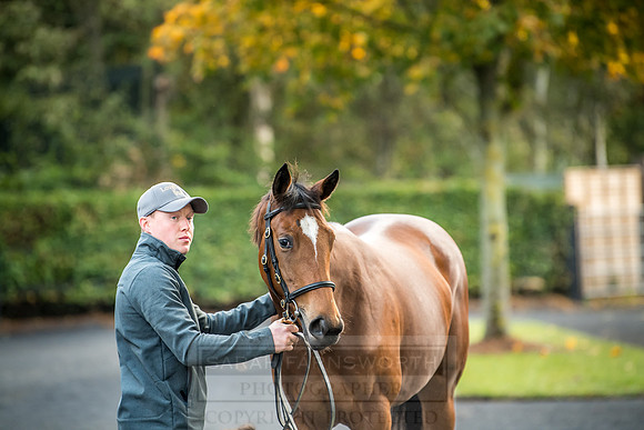 Goffs Orby 2018 Day 2-7