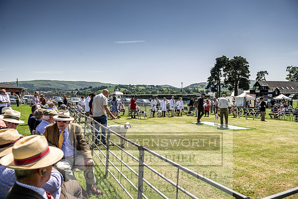 Builth Hound Show 2019-143