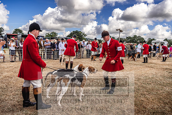 Honiton Hound Show 2022-7