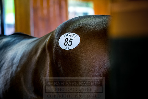 Goffs Orby 2018 Day 1-270