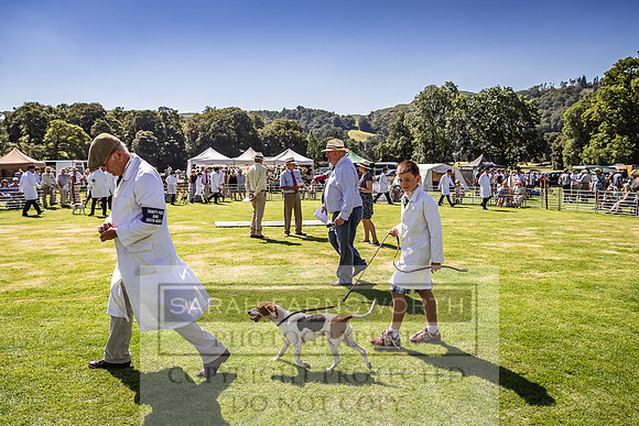 Rydal Hound Show 2022-116