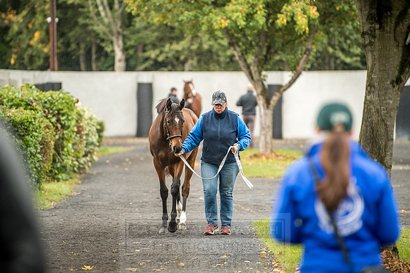 Goffs Orby 2018 Day 2-52