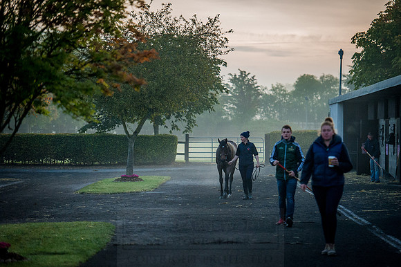 Goffs Orby 2015 -82
