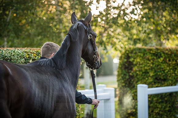 Goffs Orby 2015 -146