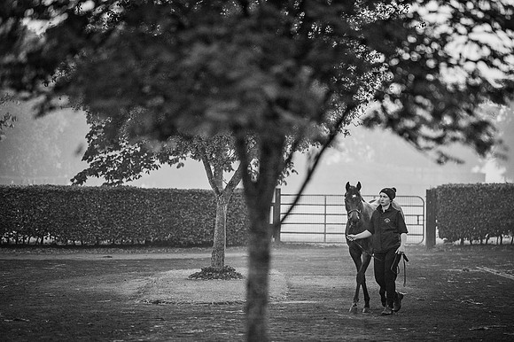 Goffs Orby 2015 -85 bw