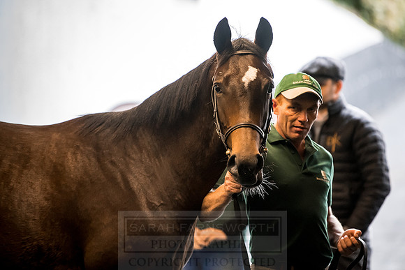 Goffs Orby 2018 Day 2-154