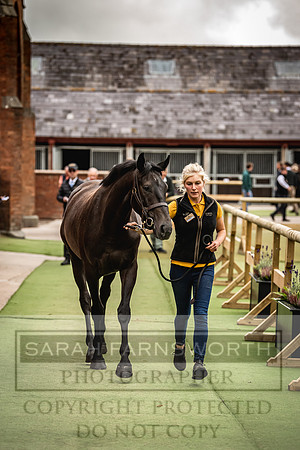 Goffs Yorton Sale 2022-55