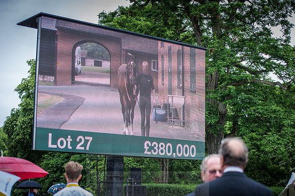 Goffs London Sale 2016-396