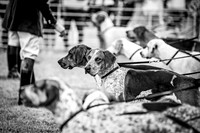 Honiton Hound Show 2022-12