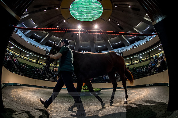 Goffs Orby 2018 Day 1-286