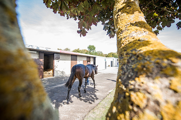 Goffs Orby 2015 -291