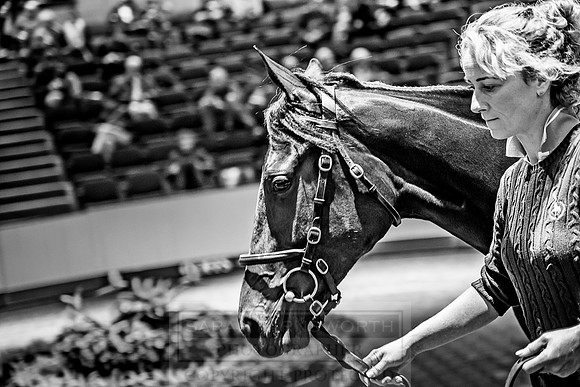 Goffs Orby 2018 Day 1-295